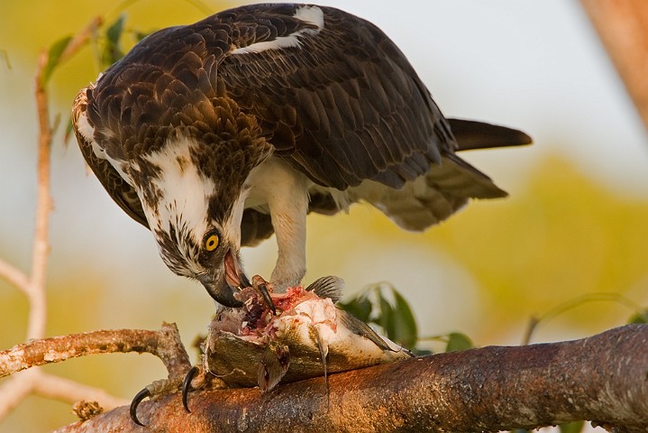 Fischadler Pandion haliaetus Osprey